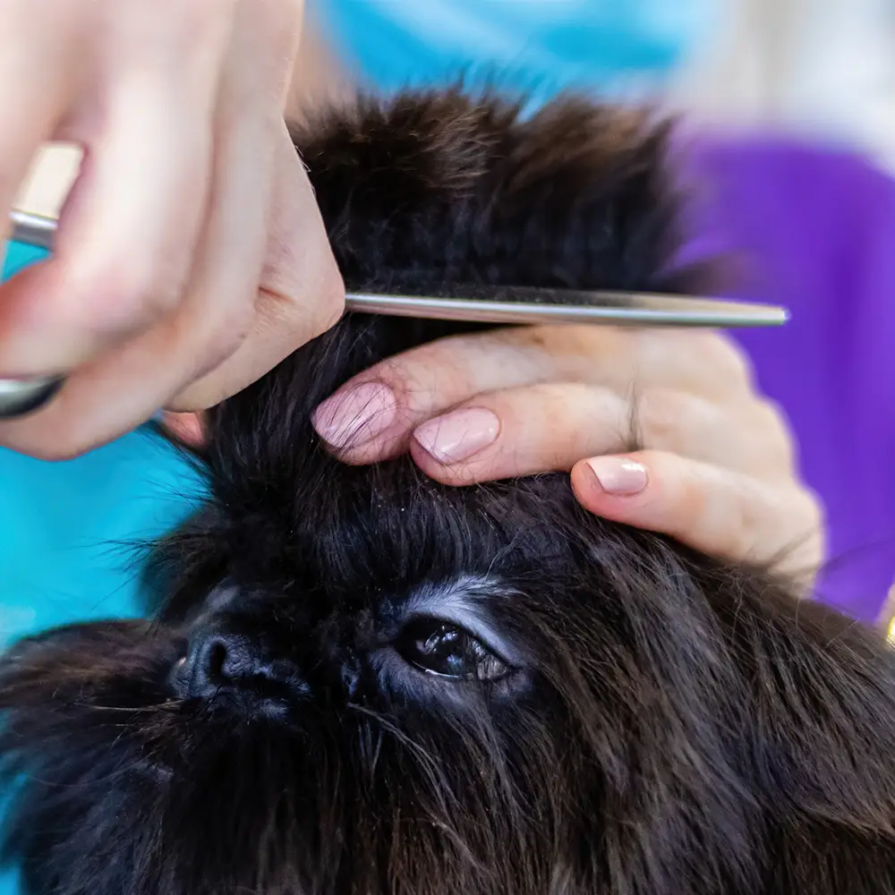 Toaletaj veterinar - fotografie de Aleksandr Tarlõkov prin Pixabay