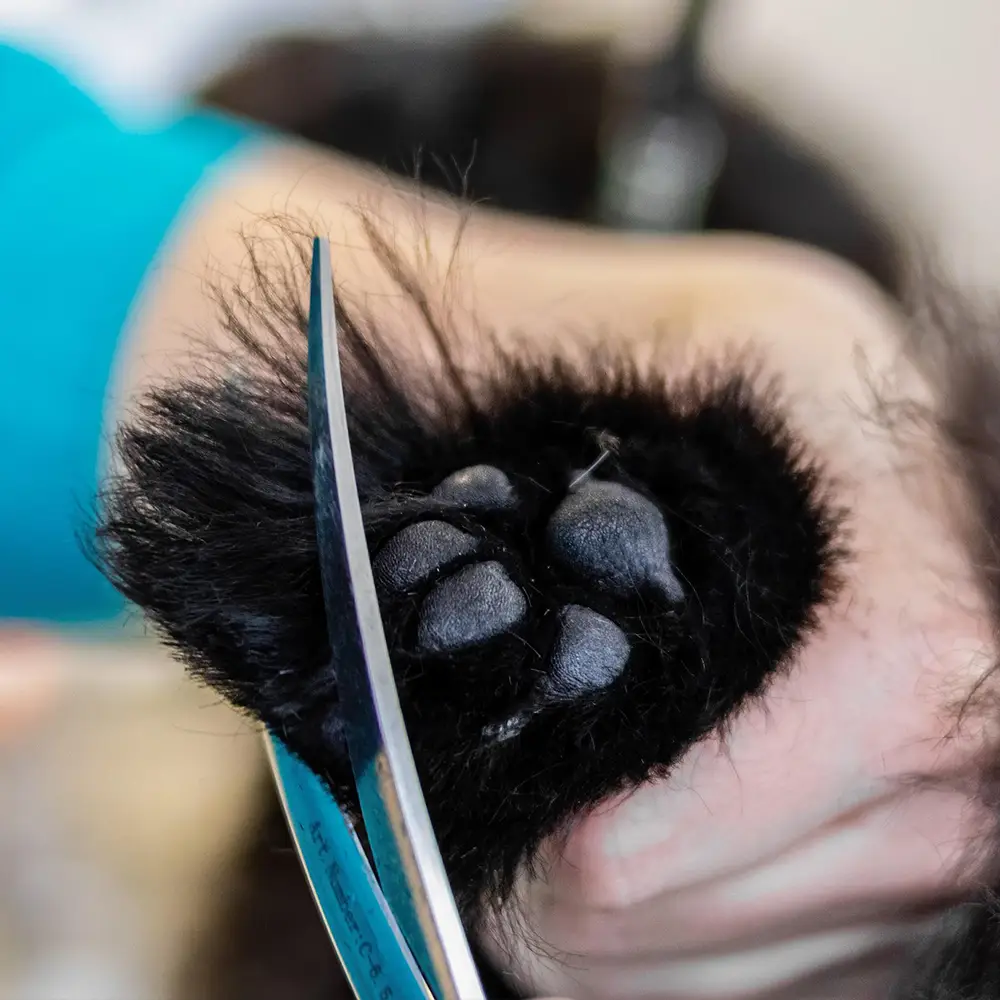 Toaletaj veterinar - fotografie de Aleksandr Tarlõkov prin Pixabay